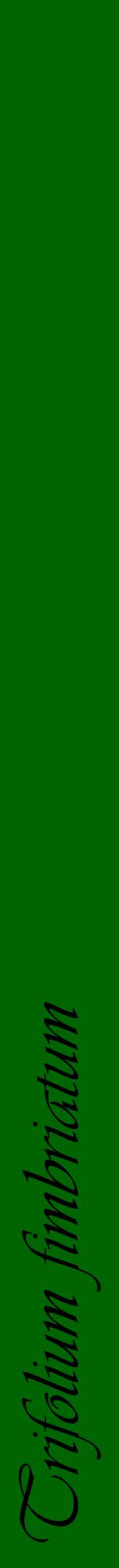 Étiquette de : Trifolium fimbriatum - format a - style noire8viv avec comestibilité