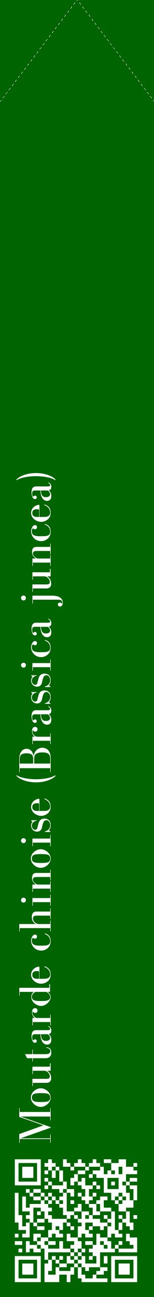 Étiquette de : Brassica juncea - format c - style blanche8_simplebod avec qrcode et comestibilité