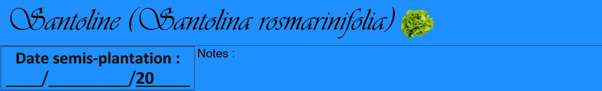 Étiquette de : Santolina rosmarinifolia - format a - style noire3viv avec comestibilité simplifiée