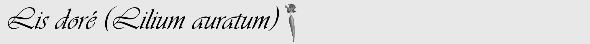 Étiquette de : Lilium auratum - format a - style noire55viv avec comestibilité simplifiée